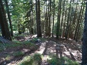 87 Dalla faggeta passiamo all'abetaia
